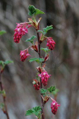 ribes_sang_king_2.jpg
