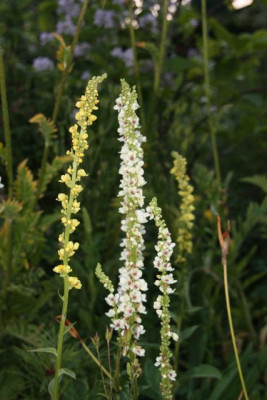 Verbascum_2010.jpg