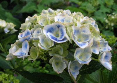 Hydrangea_macrophylla_Bavaria__800x600.jpg