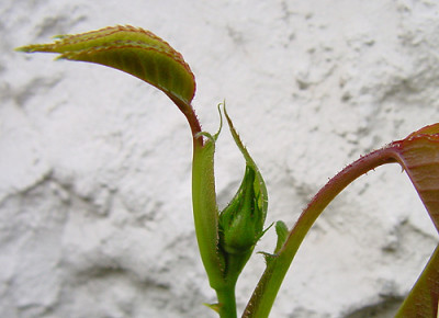 sombreuil_07_april_05.jpg