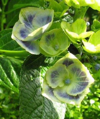 Hydrangea_macrophylla_Bavaria_Detail_800x600.jpg