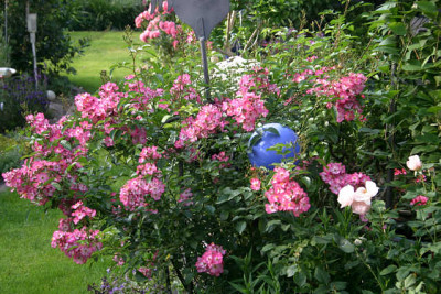 Rose_Juanita1610.jpg