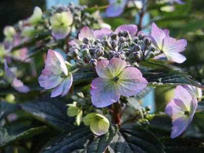 H_koreana2_2Jul10.jpg