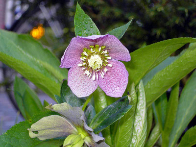 Helleborus_gepunktet-1.jpg