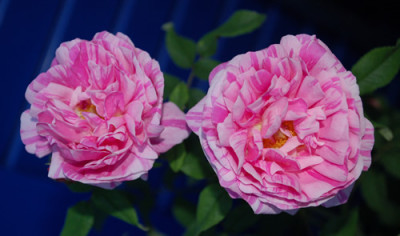 Belle_des_jardins_0010__74632.jpg