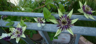 Cl_Floridabicolor_0710_06.JPG