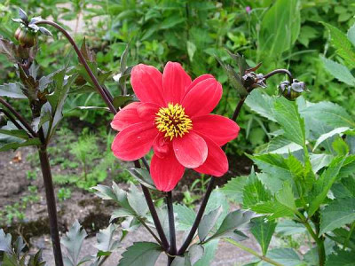 dahlia-bishop1.jpg