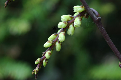 stachyrus_praecox_2.jpg
