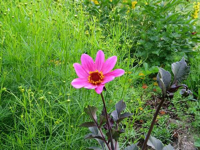 dahlia-dunkellaub1.jpg