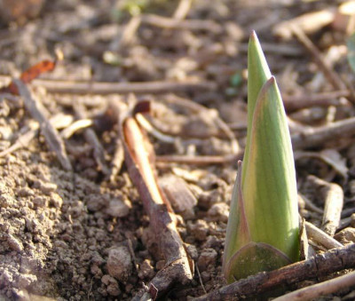 hosta_sagae_.jpg