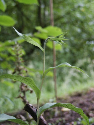 helleborine.jpg