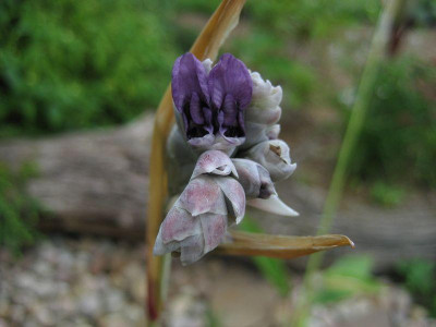 2010-07-05_Thalia_dealbata.jpg