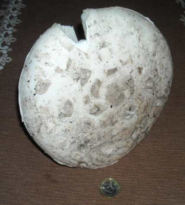 DSCN0510.jpg