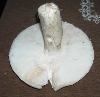 DSCN0507.jpg