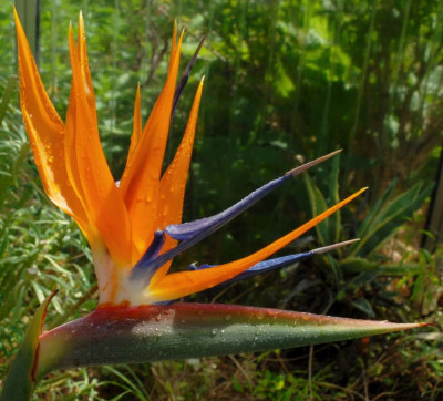 Strelitzia_Juli_10.jpg