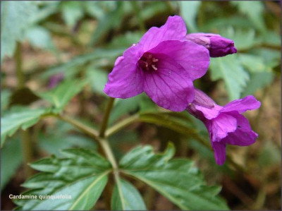 Cardamine_quinquefolia.JPG
