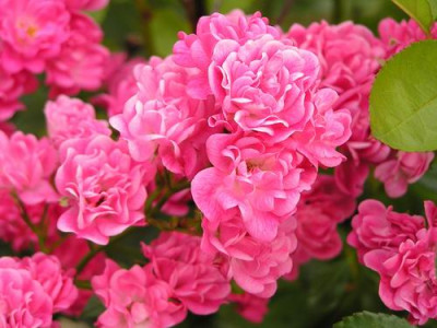 100705_03a.jpg