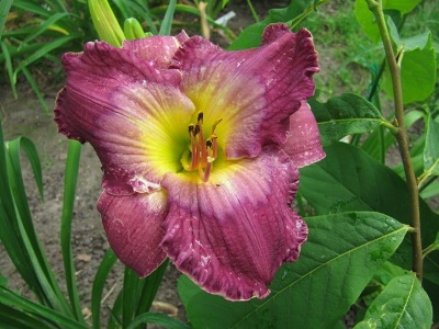 Hemerocallis_2_Dress_Blue_070.jpg