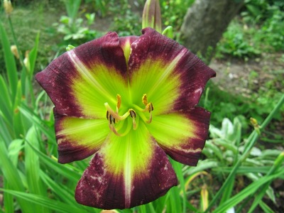 Hemerocallis_2__Night_beacon054.jpg