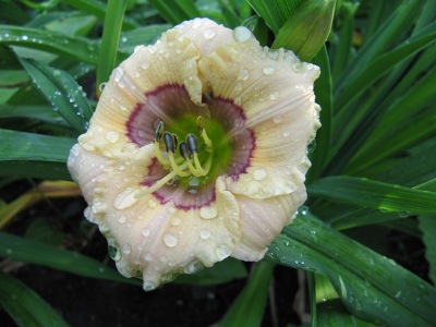 Hemerocallis__All_American_Baby030.jpg