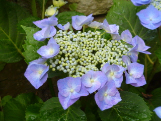 Blaumeise41.JPG