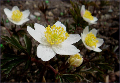 Anemone_nemorosa_Wyatts_Pink_.JPG