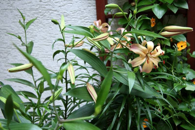 Lilium_tigrinum_Salmon_TigerIMG_6172jpg.jpg