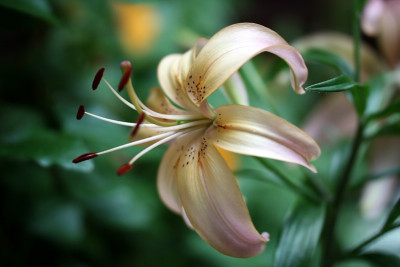 Lilium_tigrinum_Salmon_TigerIMG_6178jpg.jpg