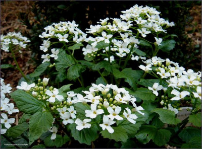 Pachyphragma_macrophylla.JPG