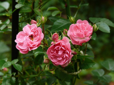 Momo_Sa.Rosa_P1050252.JPG