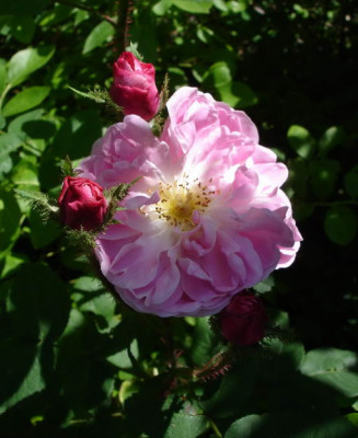 Jeanne_de_Montfort2a.JPG