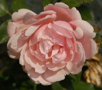 Albertine_0010__74554.jpg