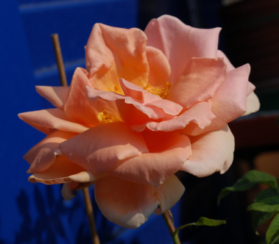 Belle_Cuivre_0010__74564.jpg
