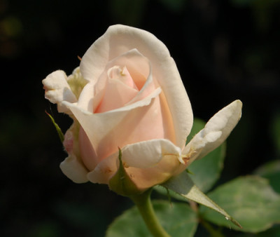 Enver_Pascha_0010__74558.jpg