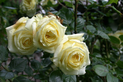 Rose_Elfe0109a.jpg