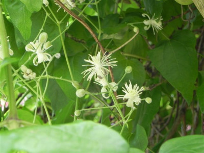 Clematis_003.jpg