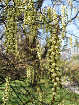 HBV_stachyurus.jpg
