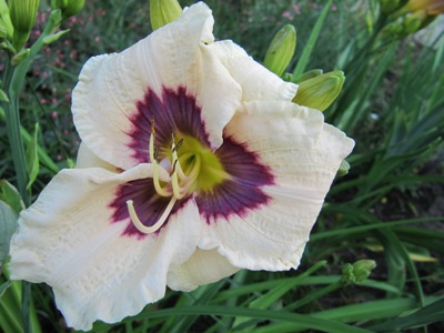 Hemerocallis_2_Sachsensamling083.jpg