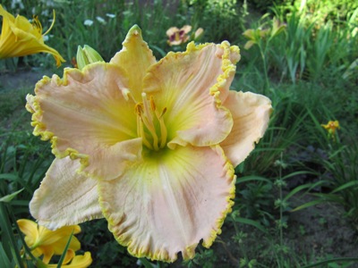 Hemerocallis_2_Ed_Brown084.jpg