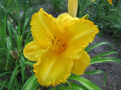 Hemerocallis_2_085.jpg