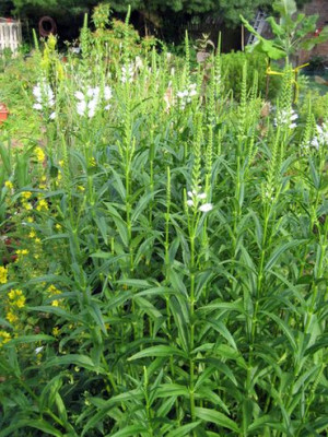 2010-07-06_unbekannt.jpg