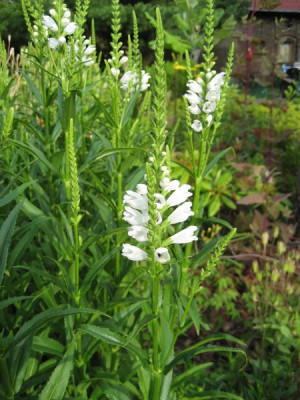 2010-07-06_unbekannt2.jpg