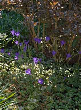 03-07-10-Blumen-1-127x188-1fach-hoch-WEB-3.jpg