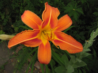 Hemercallis_fulva_100705.jpg