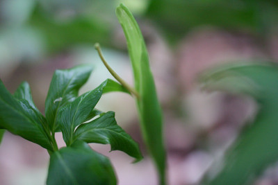 Pinellia_ternataIMG_6200jpg.jpg