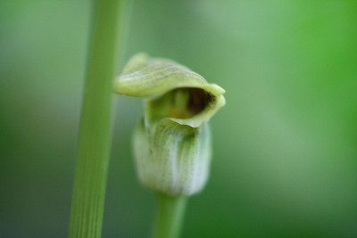 Pinellia_ternataIMG_6197jpg.jpg