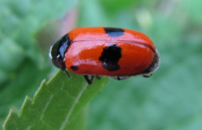 Clytra_laeviscula_100705.jpg