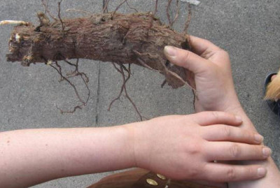 yuccafilamentosawurzel.jpg