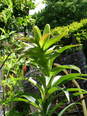 l.sargentiae-ax.jpg