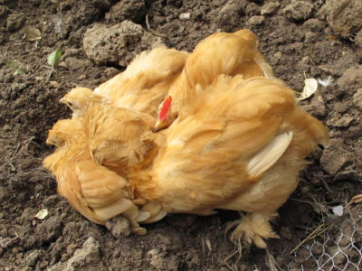 huehnerkuscheln_01.jpg